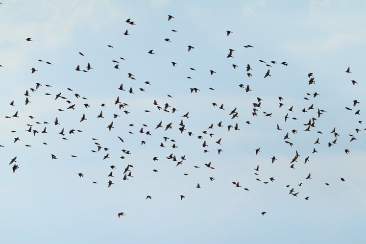 A flock of birds flying together in the light-blue sky.