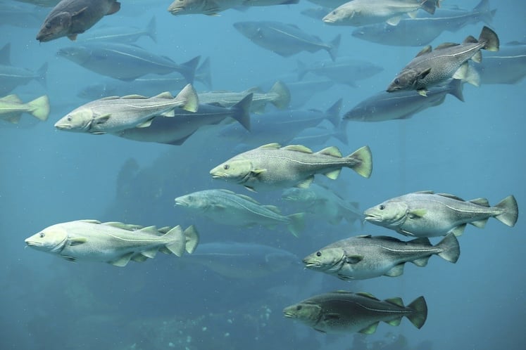 A shoal of fish are swimming in the ocean. A shoal of fish are swimming in the ocean.