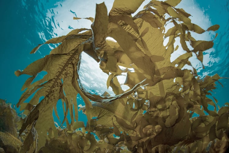 Seaweeds captured under water, with the blue ocean in the background. Seaweeds captured under water, with the blue ocean in the background.
